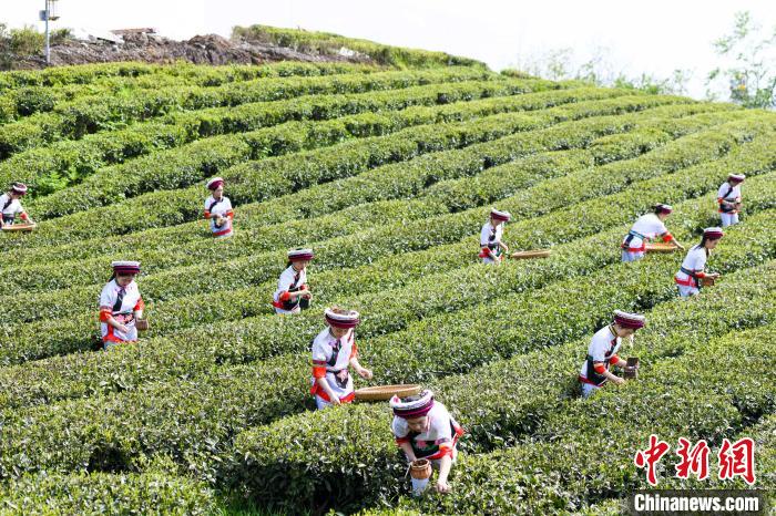 眾多白族村民身著民族服飾走進(jìn)茶園采摘?！钊A峰 攝
