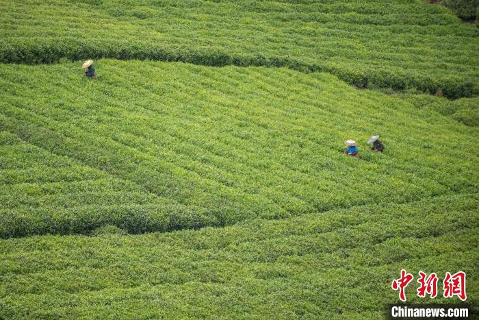 茶農(nóng)采摘谷雨茶?！√普?攝