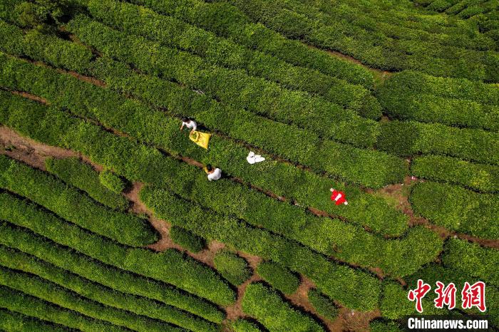 茶農(nóng)正在采摘新鮮茶葉?！√普?攝