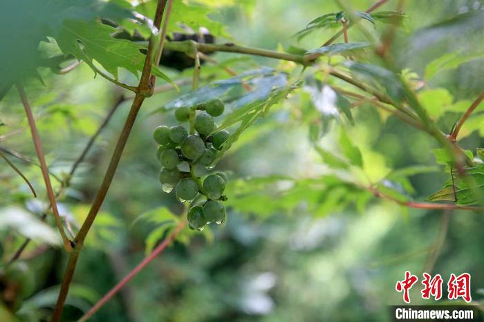 野生動物在北京：如何筑牢生物多樣性“保護網”？