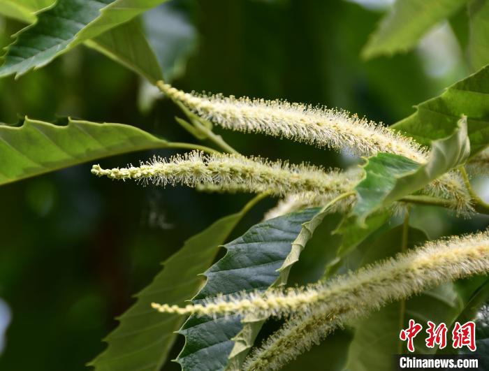 毛茸茸的栗花?！『略破?攝