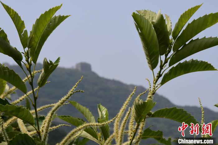 長城腳下，“栗”花盛開。　郝云崎 攝