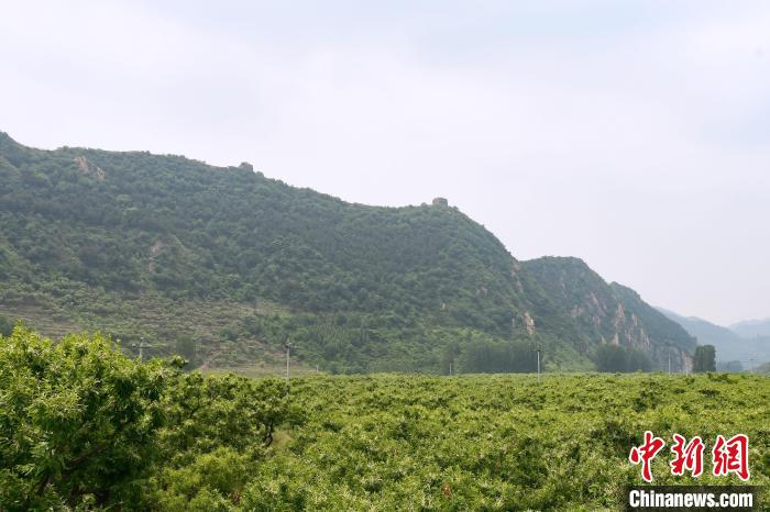 長城腳下萬畝栗花綻放，散發(fā)出淡淡清香?！『略破?攝