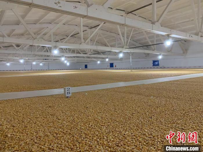 倉(cāng)內(nèi)清涼干爽、遍地金黃，上千平方米的糧食盡收眼底?！⊥趸萘?攝