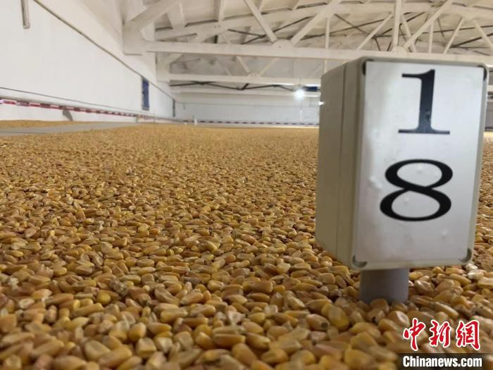 數(shù)千噸的小麥、玉米如同一塊塊被“切平”的巨型蛋糕“鑲嵌”在地面上?！⊥趸萘?攝