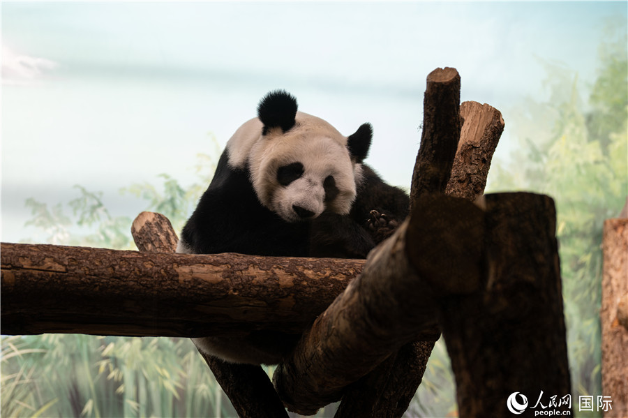 無比可愛的大熊貓“丁丁”。人民網(wǎng)記者 翁奇羽攝