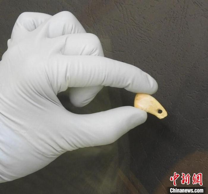 打孔鹿牙墜飾提取DNA后(圖片來(lái)自馬克斯·普朗克演化人類學(xué)研究所)。　施普林格·自然 供圖