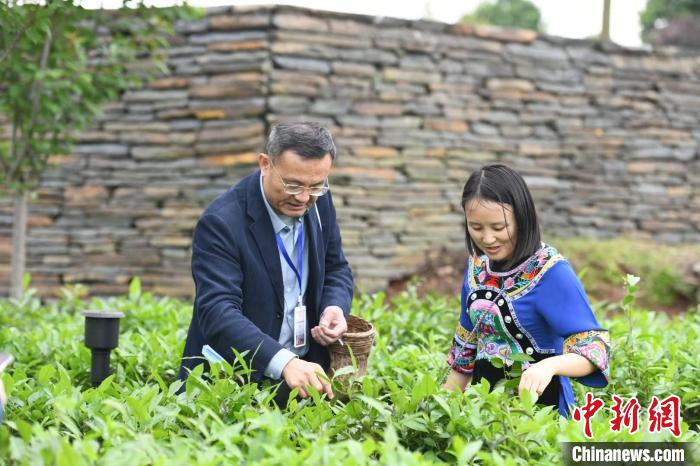東盟國(guó)家媒體記者在辰龍關(guān)茶園采茶?！钊A峰 攝