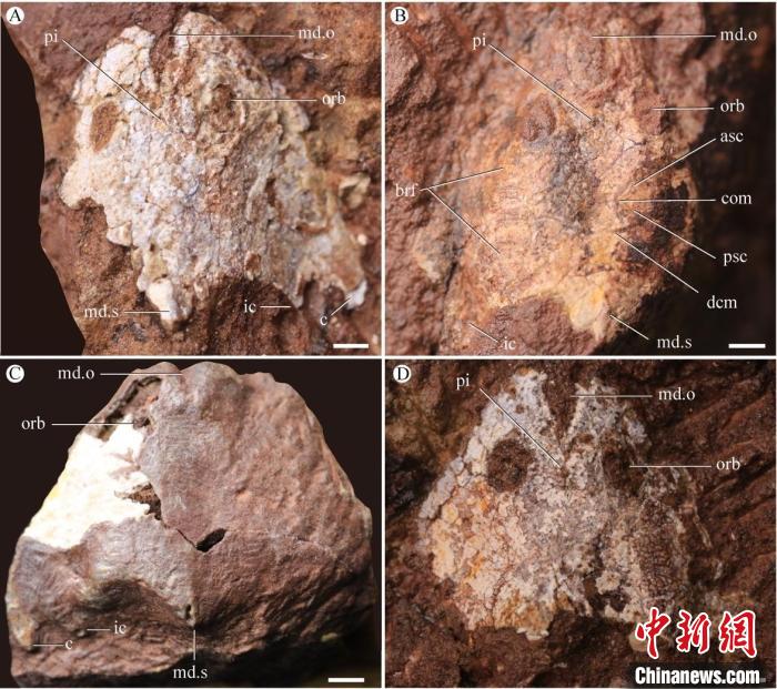 九江江夏魚(yú)化石照片(蓋志琨/攝)?！≈锌圃汗偶棺邓?供圖