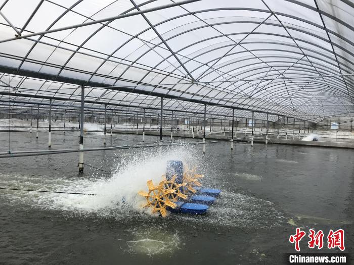 南美白對蝦養(yǎng)殖基地?！∠笊轿r蟹科技小院供圖