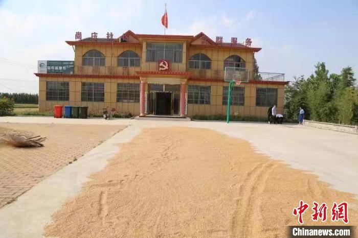 農(nóng)民在邳莊鎮(zhèn)尚莊村黨群服務中心大院里曬糧。　賈萌 攝
