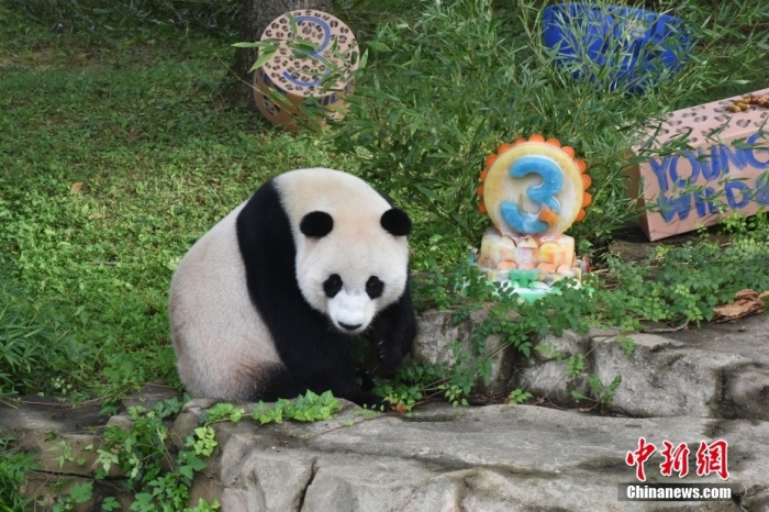 當(dāng)?shù)貢r(shí)間8月21日，旅美大熊貓幼崽“小奇跡”迎來(lái)3周歲生日。華盛頓國(guó)家動(dòng)物園給“小奇跡”舉辦了“生日派對(duì)”，眾多游客前來(lái)給“小奇跡”慶生。<a target='_blank' href='/'><p  align=