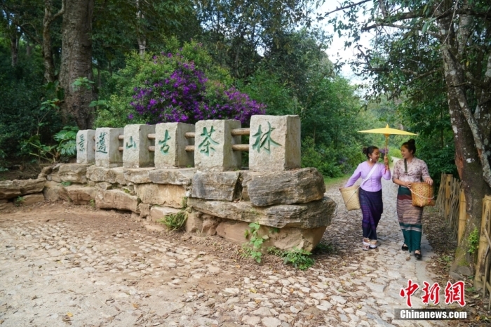 普洱景邁山古茶林文化景觀位于中國(guó)云南省普洱市瀾滄拉祜族自治縣惠民鎮(zhèn)。<a target='_blank' href='/' _fcksavedurl='/'><p  align=