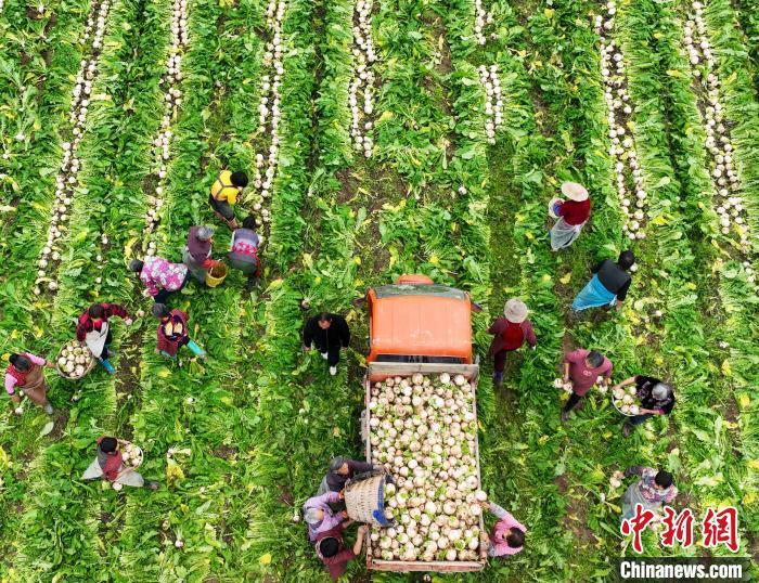 資料圖：村民在采收白蘿卜。劉永紅 攝