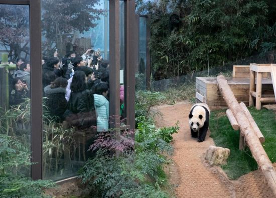 2月20日，韓國民眾在韓國愛寶樂園參觀大熊貓“福寶”。新華社記者姚琪琳攝