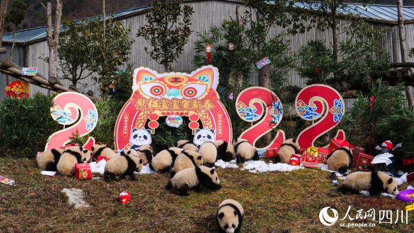 熊貓寶寶賀新春、迎冬奧。李傳有攝