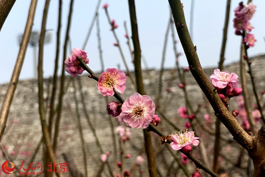 明城墻遺址公園梅花初綻。 人民網(wǎng) 池夢(mèng)蕊攝