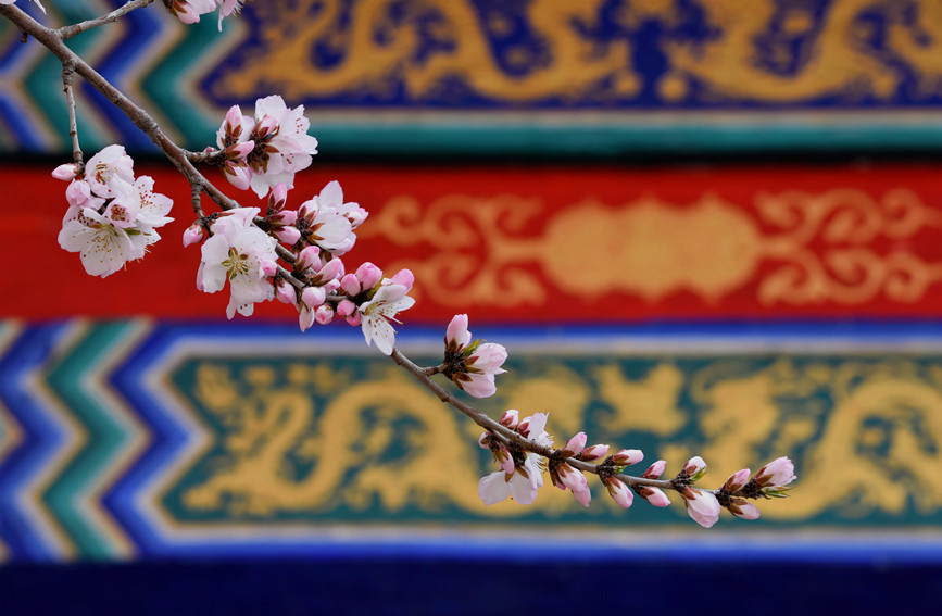“云”賞桃花相映紅。紅橋區(qū)委宣傳部供圖
