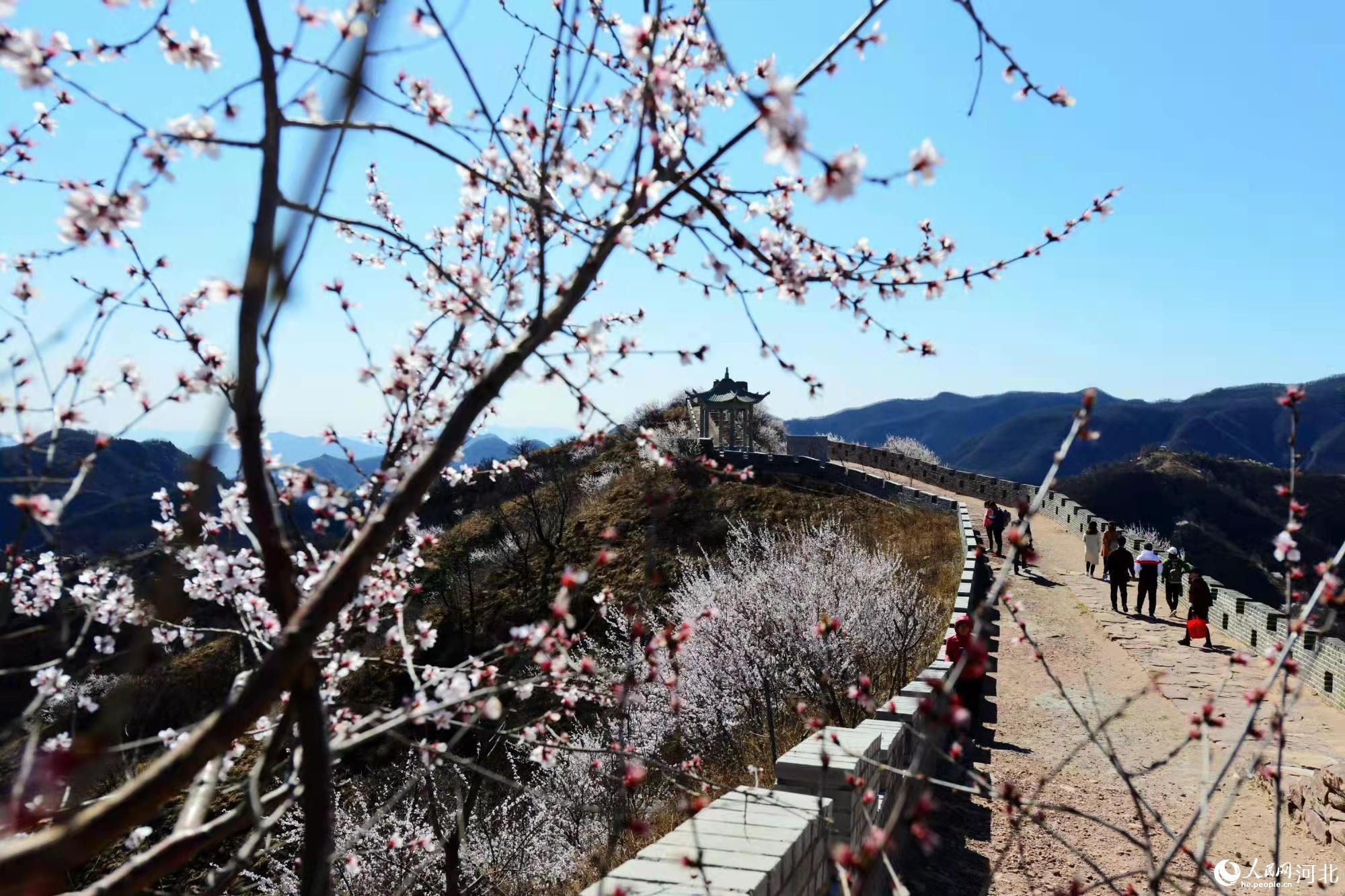 邢臺九龍峽景區(qū)鮮花盛開。 馬健攝