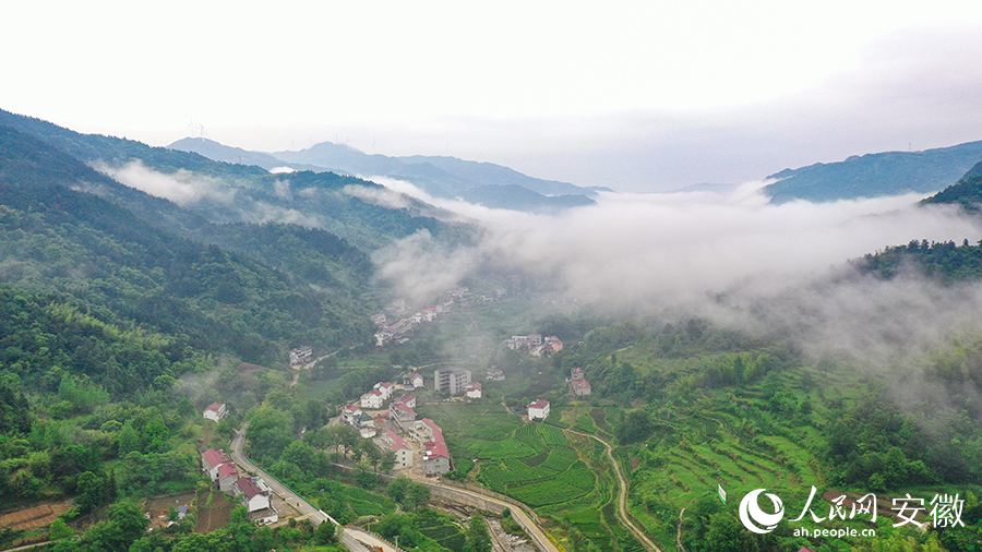 雨后的金寨大灣村，云霧環(huán)繞，宛如一幅田園山水畫卷。人民網(wǎng) 張俊攝