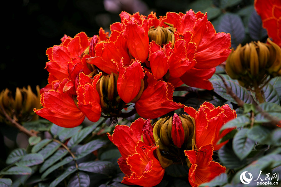 一朵朵紅花在枝葉頂端綻放。人民網(wǎng) 陳博攝