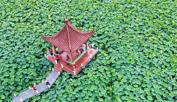 圖為金湖萬畝荷花蕩。陳義寶攝