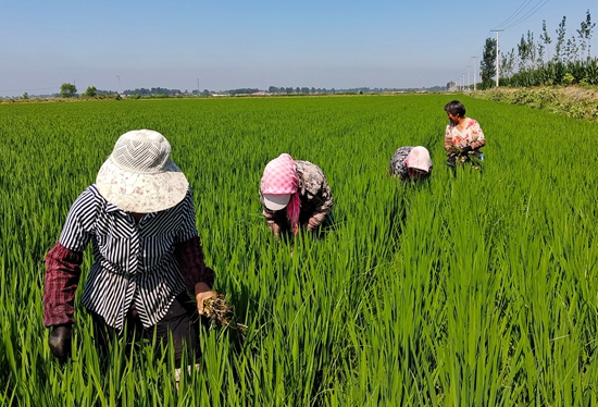 7月15日，農(nóng)民在河北省玉田縣石臼窩鎮(zhèn)王家樓村稻田勞作。 張仁杰攝