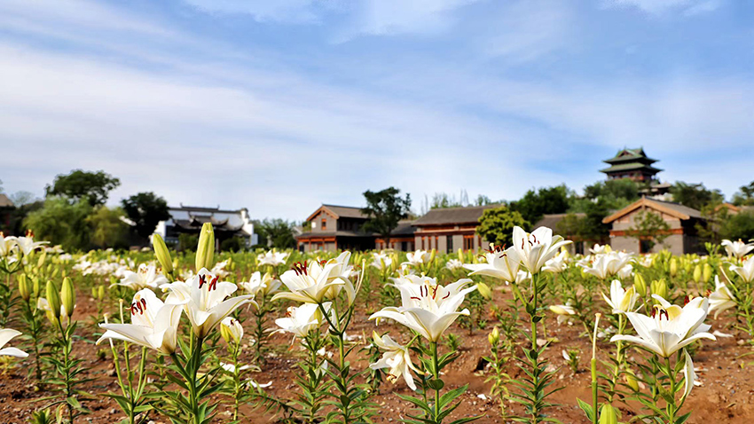 北京世園公園百合陸續(xù)盛放。（北京世園公園供圖）