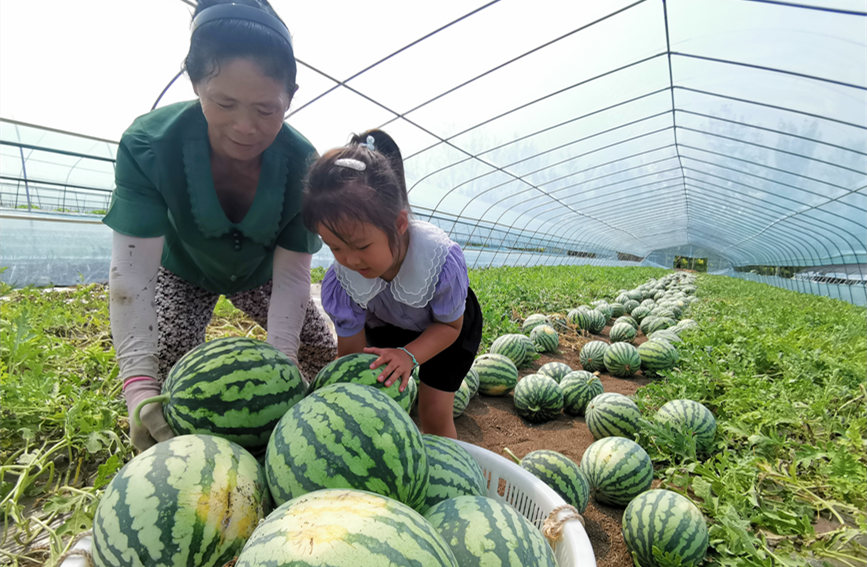 在北辰區(qū)雙街鎮(zhèn)的西瓜種植基地內，種植農戶們正忙著采收。陳立興攝