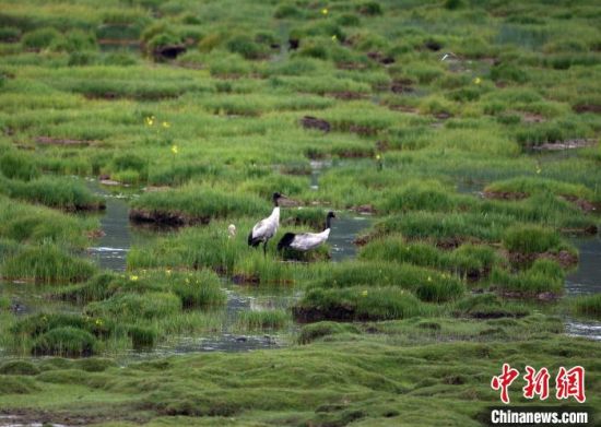 圖為祁連山國家公園青海片區(qū)內(nèi)的黑頸鶴?！∑钸B山國家公園青海省管理局供圖 攝