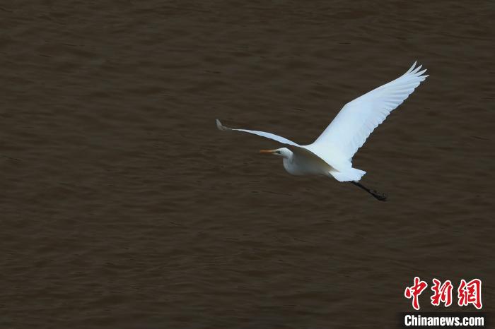青?！澳赣H河”湟水水質(zhì)改善引鷺鳥嬉戲