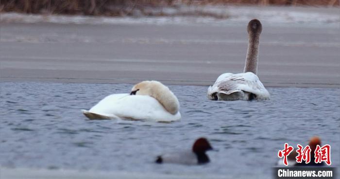 圖為疣鼻天鵝水面休憩。　青海國家公園觀鳥協(xié)會(huì)供圖 攝