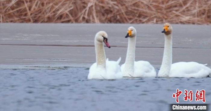 圖為疣鼻天鵝與大天鵝。　青海國家公園觀鳥協(xié)會(huì)供圖 攝
