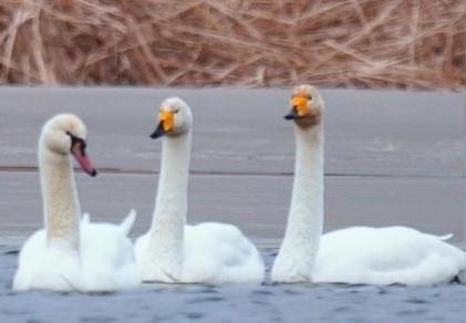 圖為疣鼻天鵝與大天鵝。　青海國家公園觀鳥協(xié)會供圖 攝