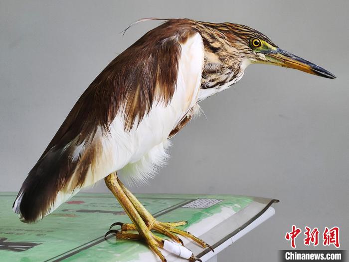 圖為被救助的國家一級重點保護動物池鷺?！×鴿商?攝