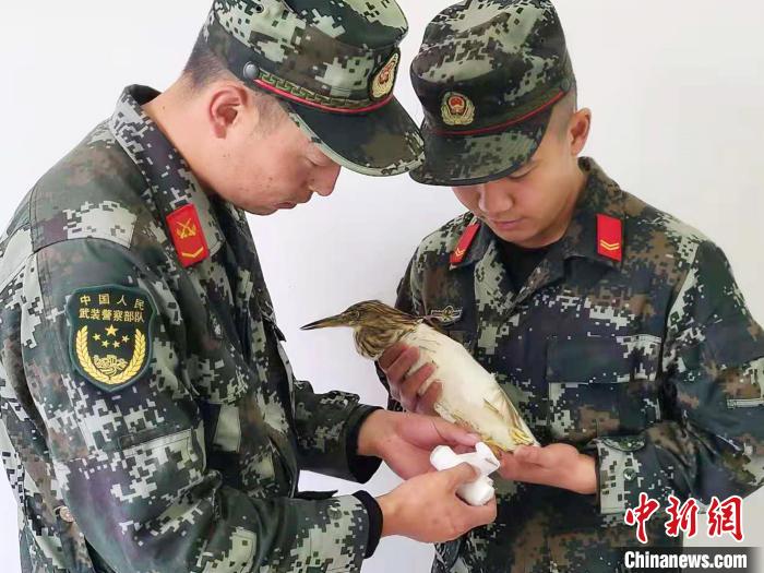圖為武警官兵正在為國家一級重點保護動物池鷺包扎?！×鴿商?攝