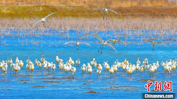 沿海濕地，鳥類天堂?！←}城市委宣傳部供圖