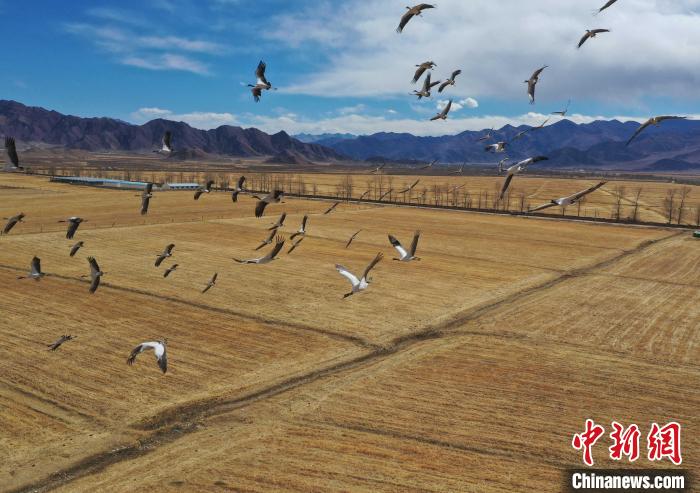 圖為黑頸鶴在拉薩市林周縣境內(nèi)飛翔?！∝暩聛硭?攝