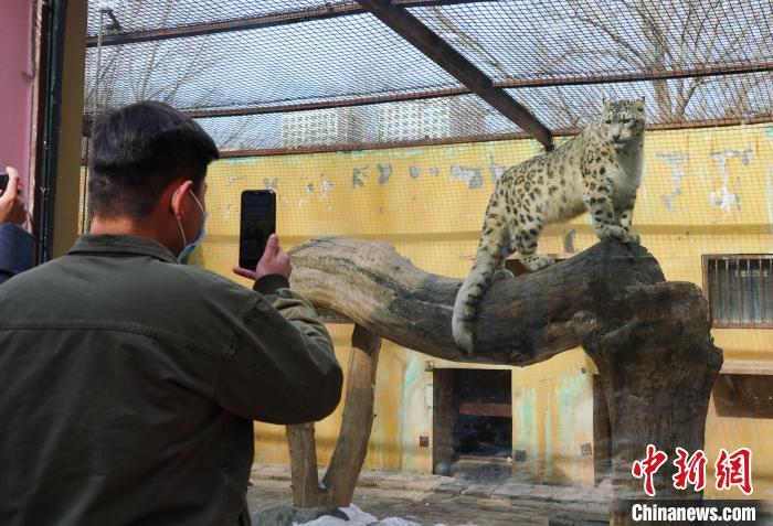 圖為雪豹“奶爸”史壽軍正在直播?！●R銘言 攝