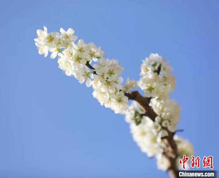 李花盛開。　何清海 攝