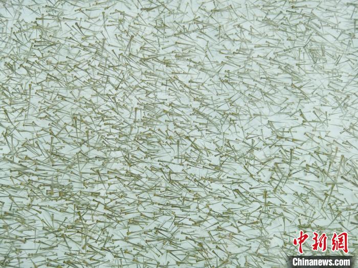 圖為密集培育的魚苗?！?zhí)砀?攝