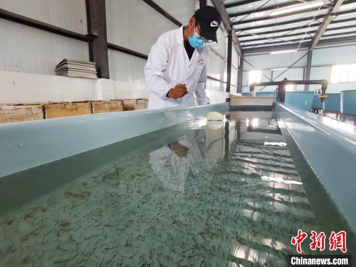 圖為工作人員檢查魚苗。　張?zhí)砀?攝