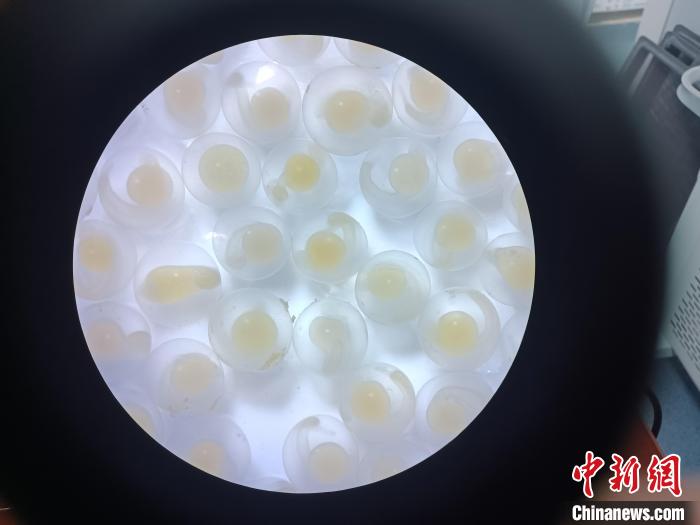 圖為顯微鏡下的魚卵?！∏嗪：沲幘茸o(hù)中心 供圖