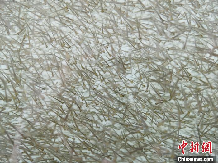 圖為密集分布的魚苗?！?zhí)砀?攝