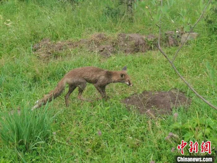 青?；ブ骄戎鷩叶壉Ｗo(hù)野生動物赤狐