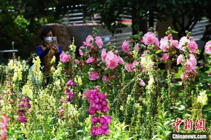 圖為市民在西寧園林植物園內(nèi)賞花拍照?！●R銘言 攝
