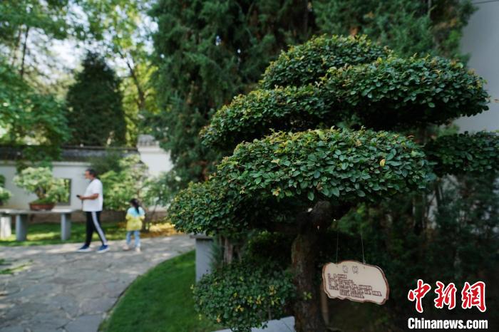 圖為在西寧園林植物園內(nèi)，造型奇特的盆景吸引市民?！●R銘言 攝