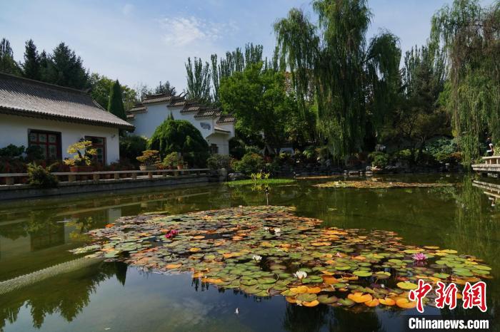 圖為西寧園林植物園秋日風(fēng)景別有韻味?！●R銘言 攝