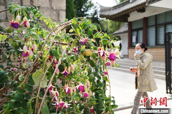 圖為市民在西寧園林植物園內(nèi)觀賞花卉。　馬銘言 攝