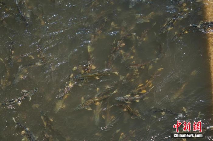 資料圖：圖為今年5月底到8月初，青海湟魚洄游產(chǎn)卵 馬銘言攝